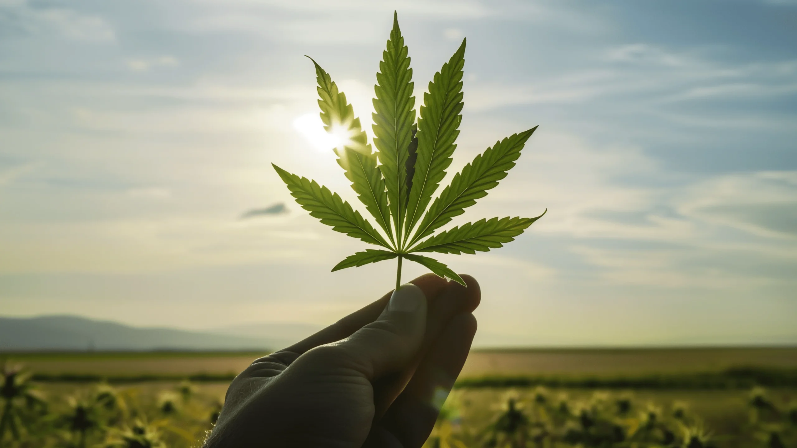 Sustainable CBD production: the best practices in 2024