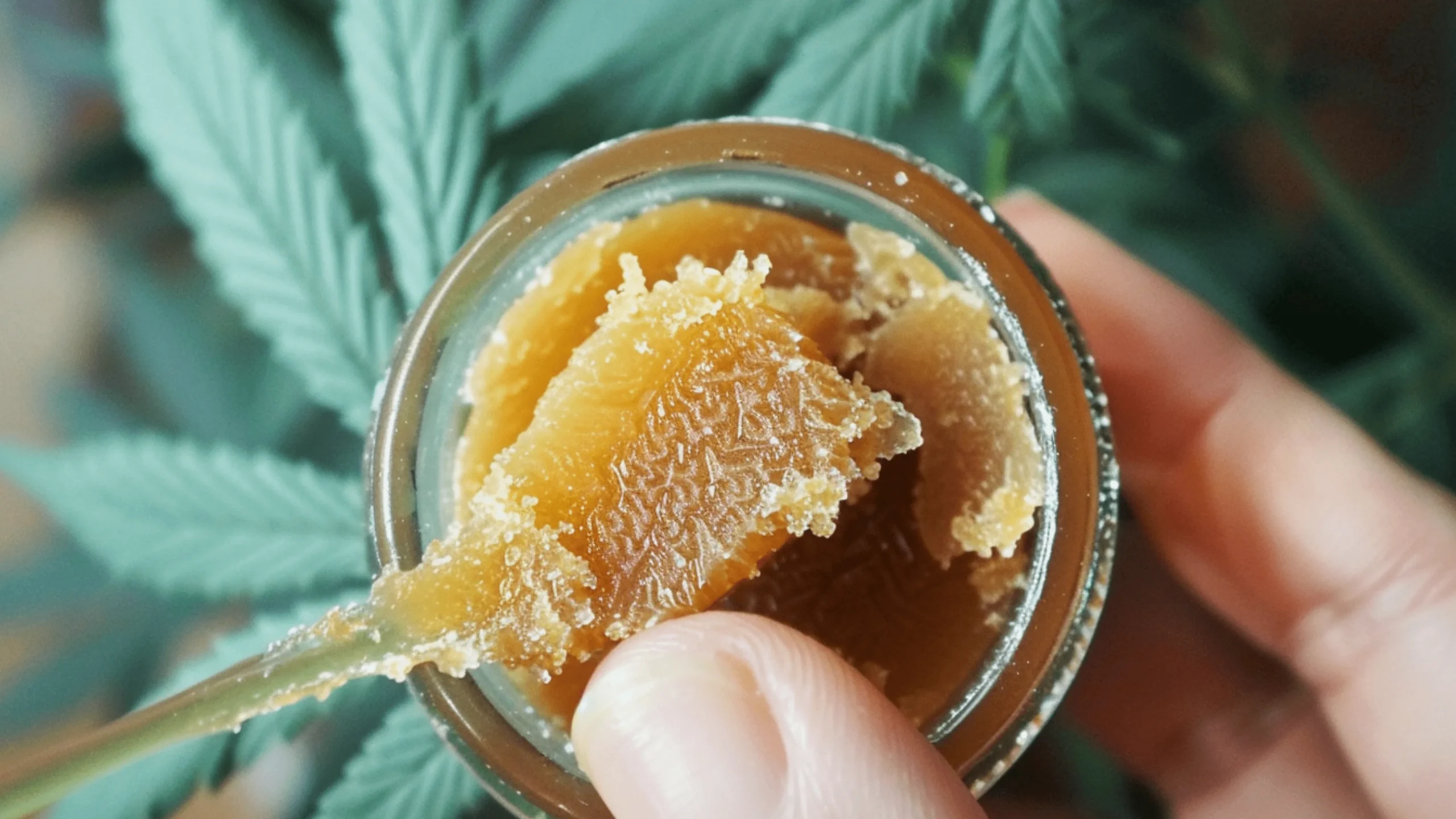 CBD wax